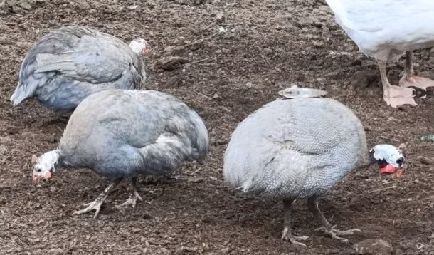 薰衣草