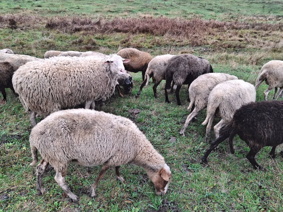 Assaf sheep