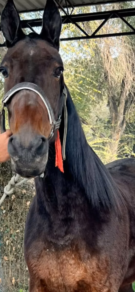 French Trotter
