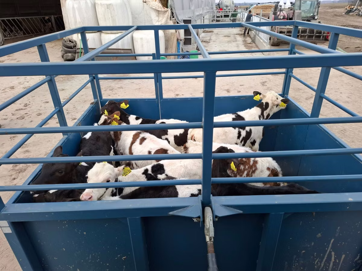 Race Holstein