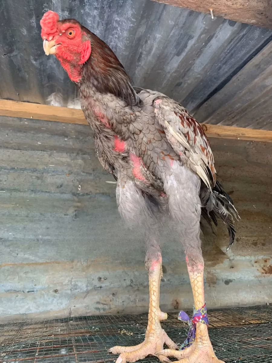 poules Shamo