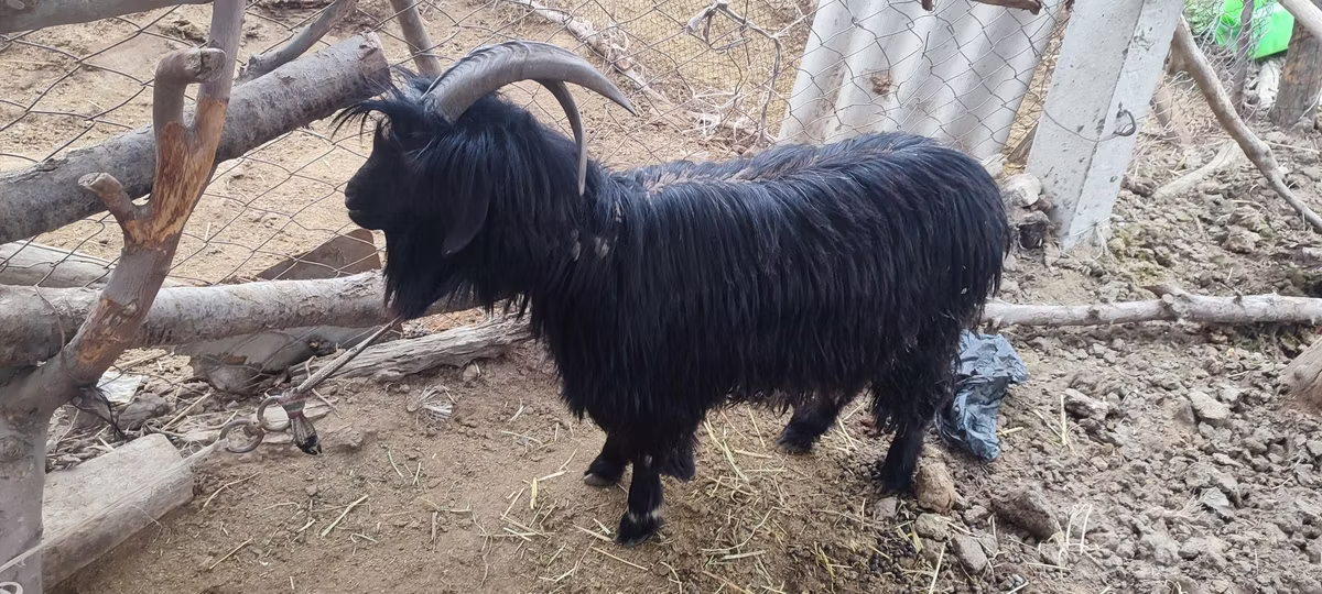 Dagestan coarsewool goat