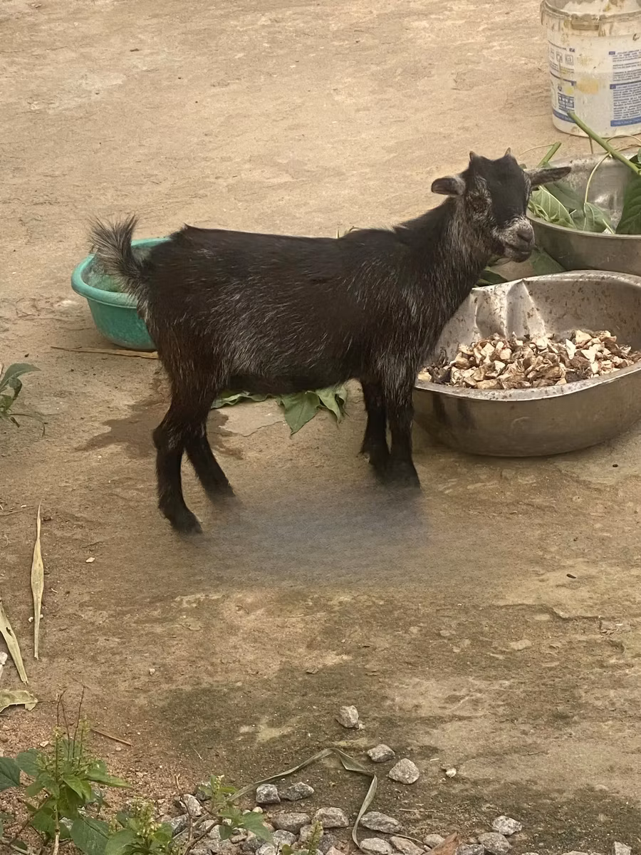 West African dwarf goats