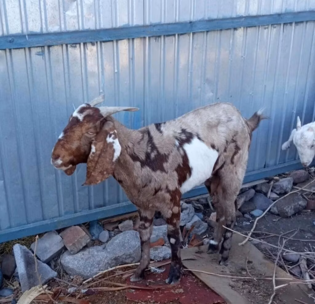 Beetal goats