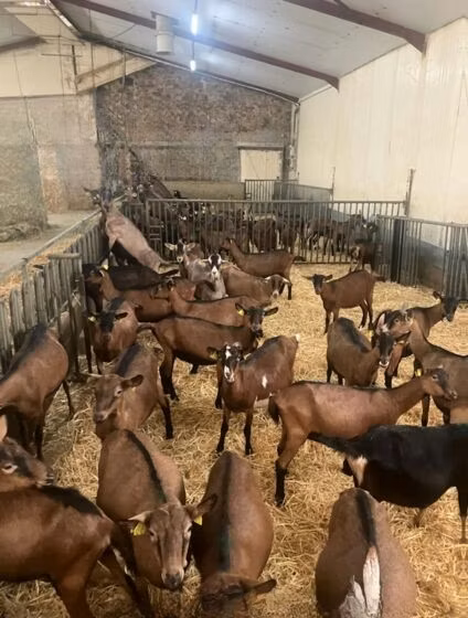 Alpine goat