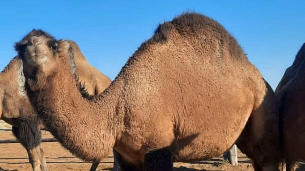 Kazakh Bactrian camel
