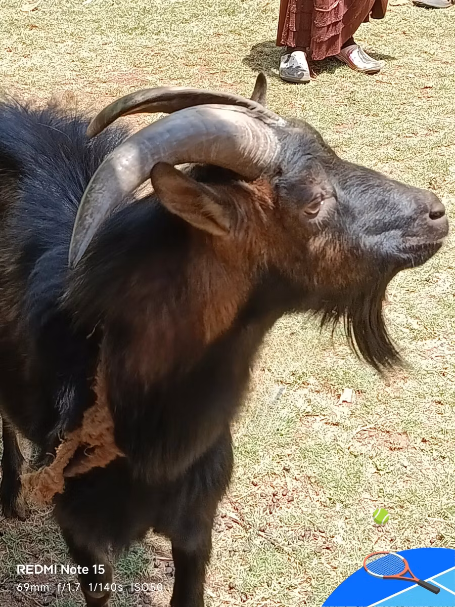 Toggenburg goat