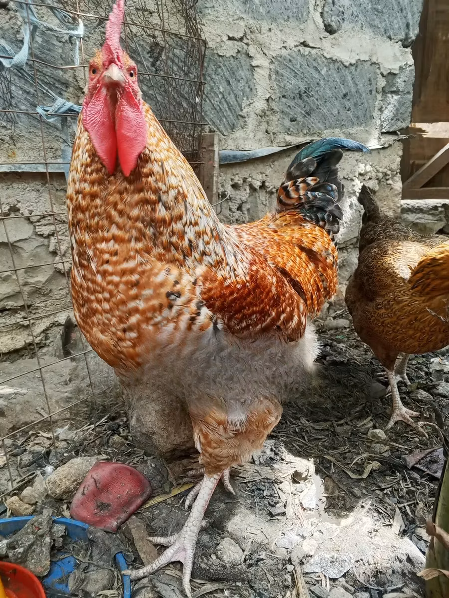 poules Shamo