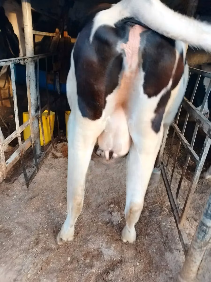Race Holstein