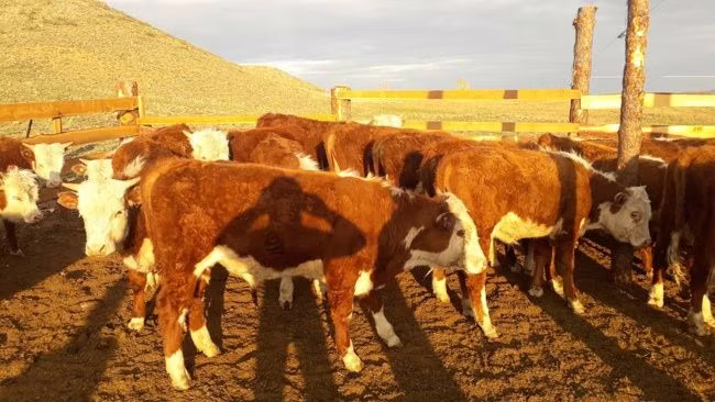 Vache kazakhe à tête blanche