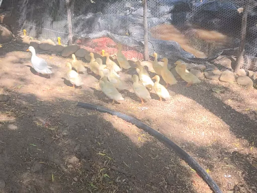 कॉल
