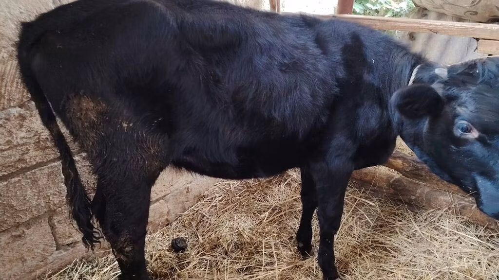 Race Holstein