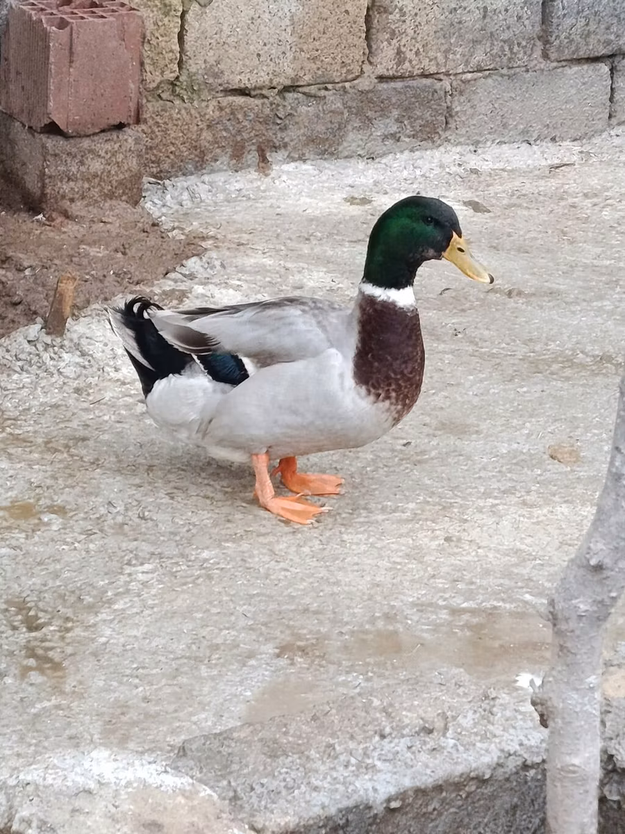 مولارد