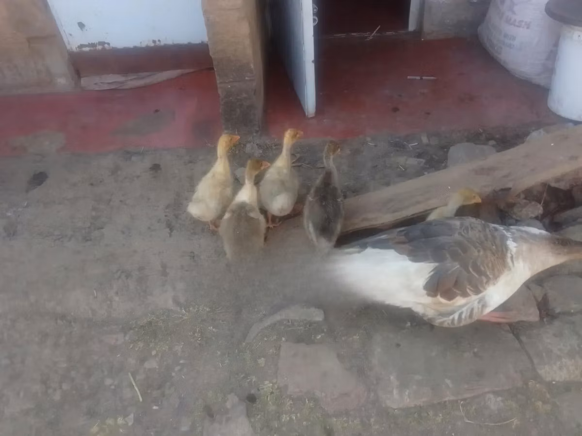एम्डेन
