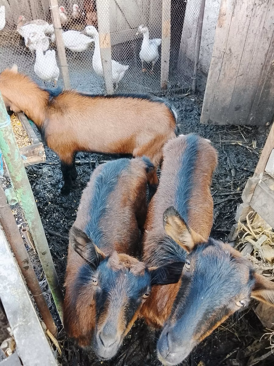 French Saanen goat