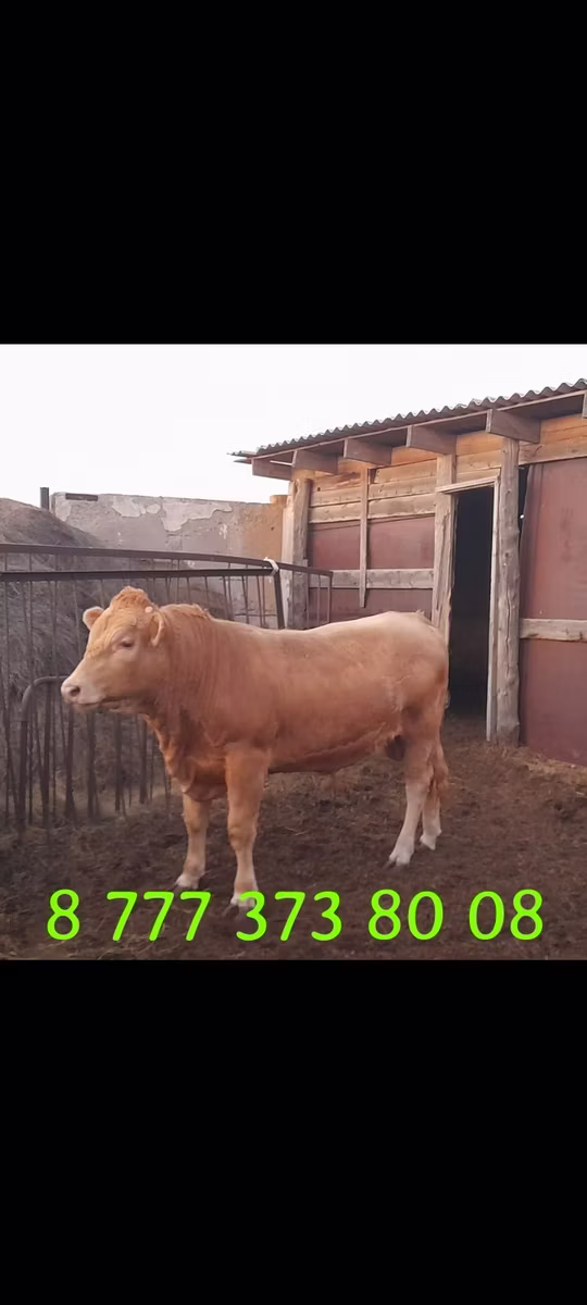 Auliyeatinskaya breed