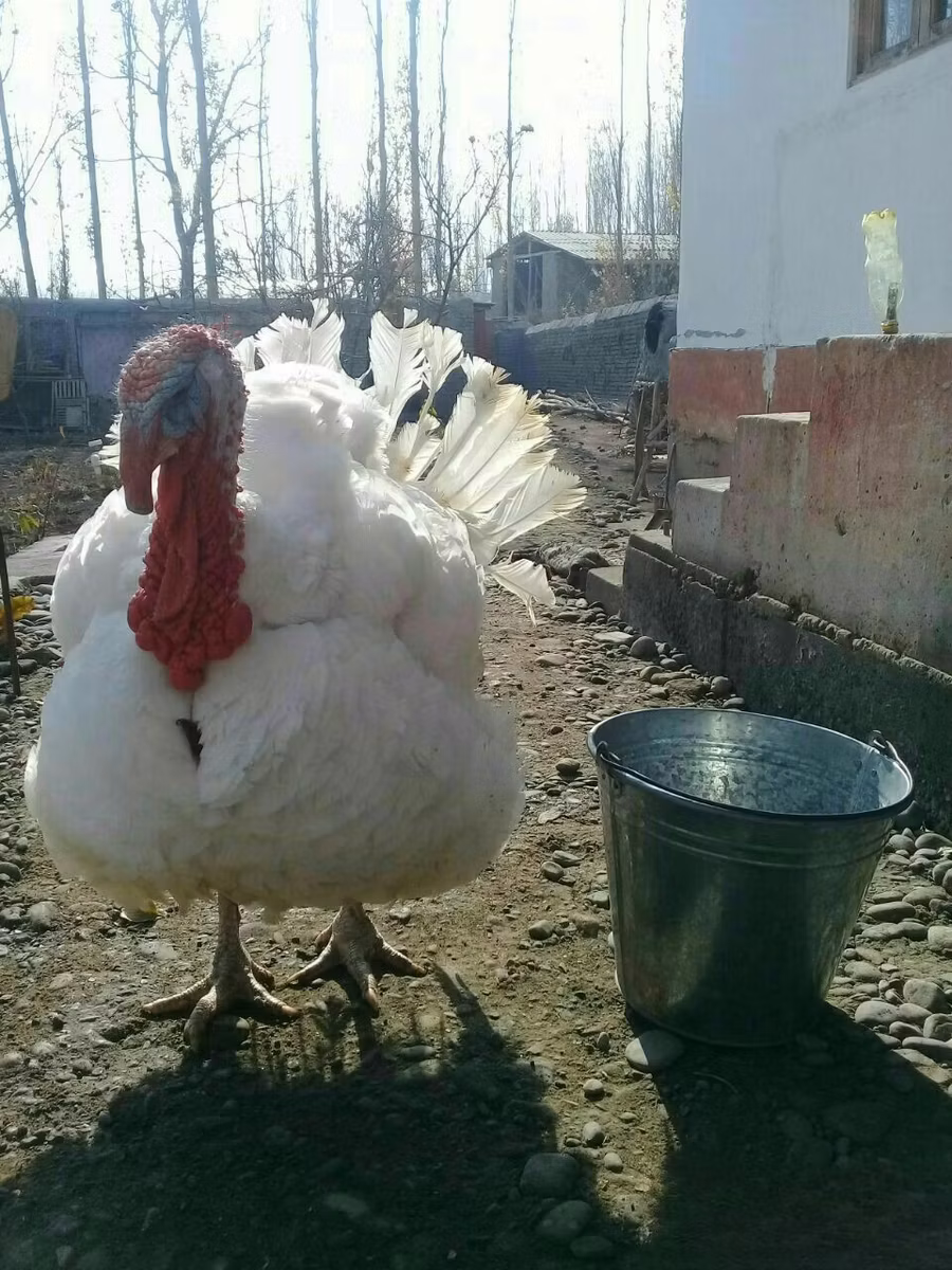 बिग 6