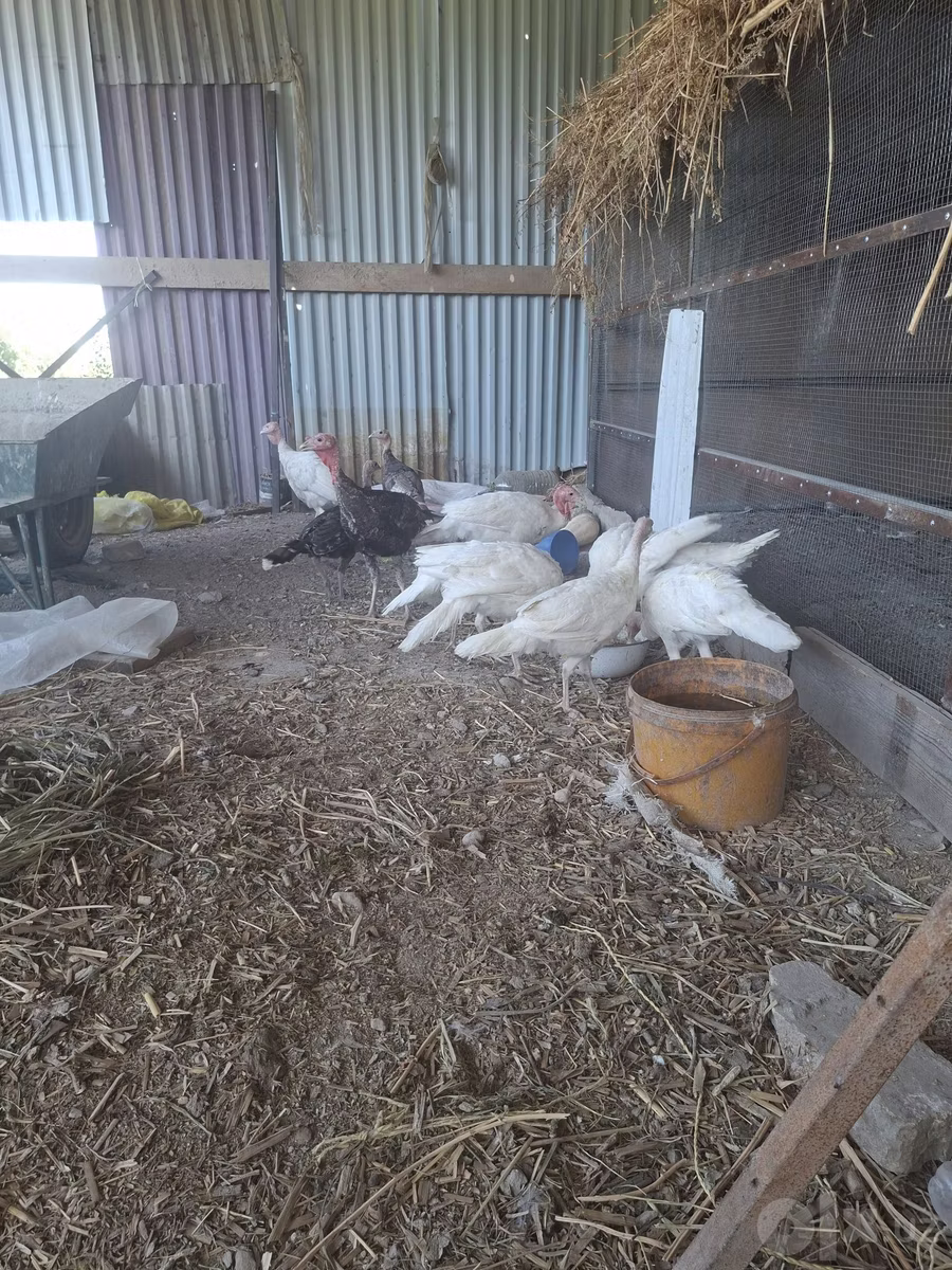 Poule argentée slovène
