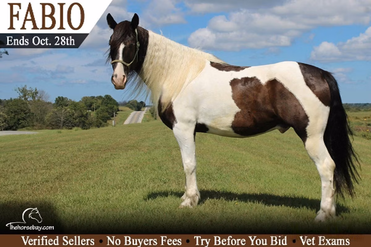 Gypsy horse