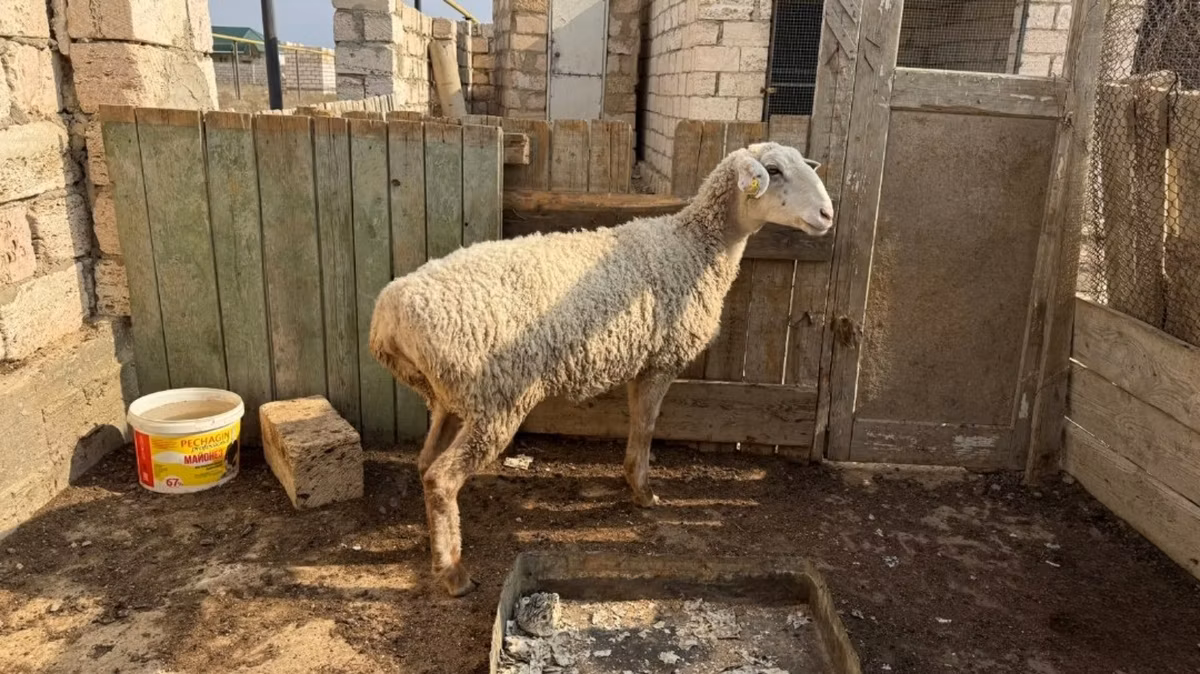 Kazakh fat-tailed coarsewool sheep