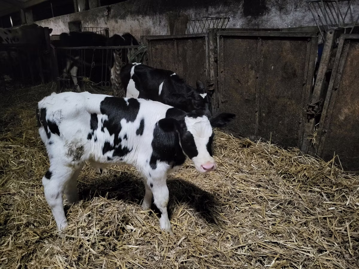 Russian Black pied cattle