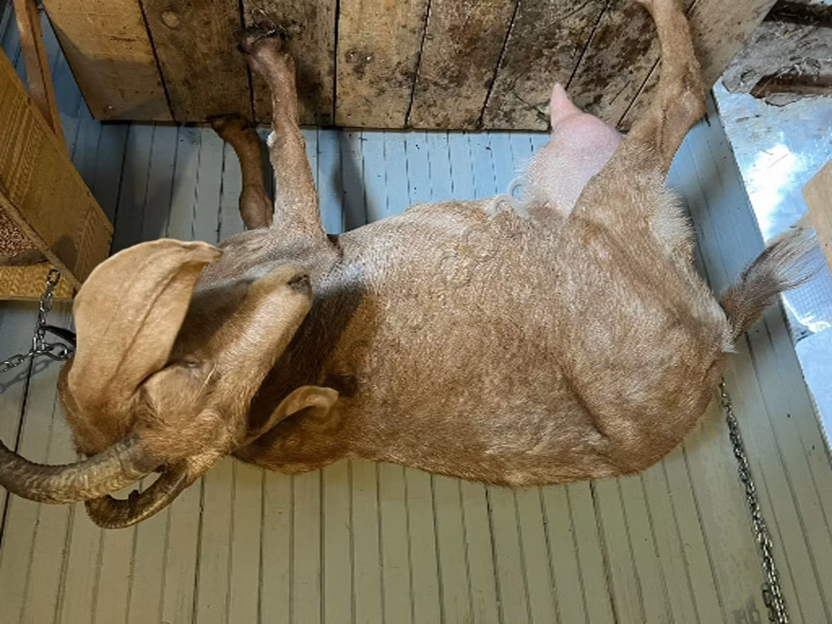 Saanen goat