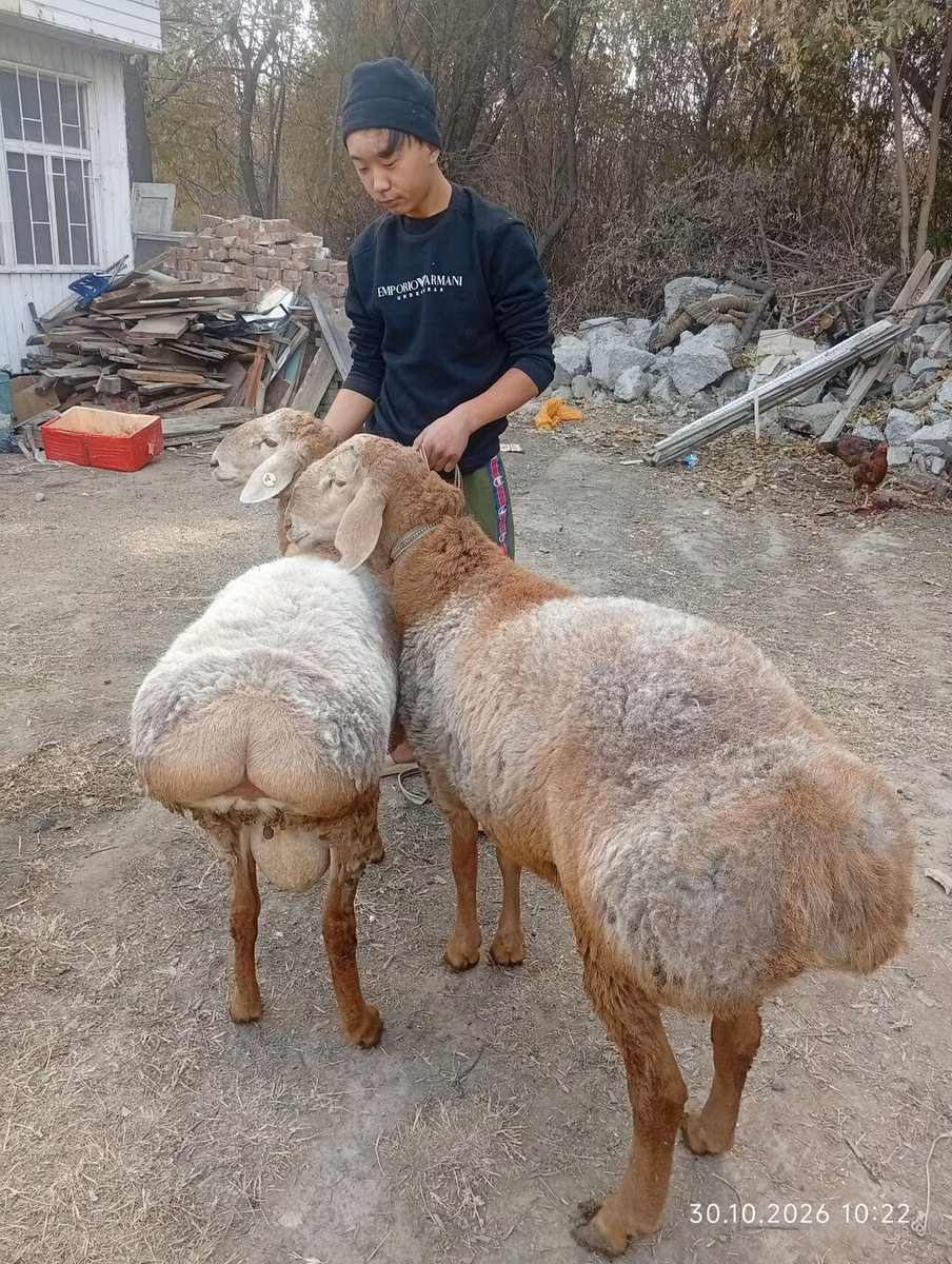 Arashan sheep