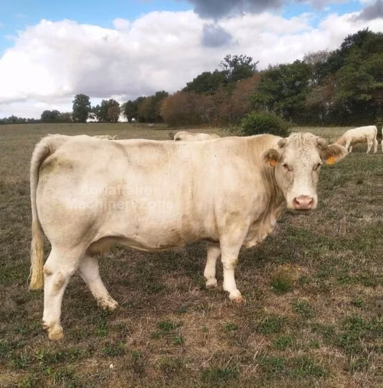 Vache Bouchevskaya