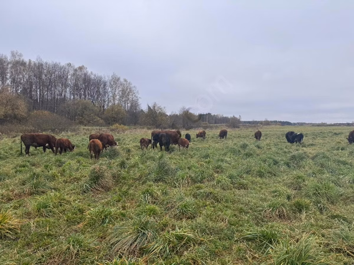Type industriel de la vache ukrainienne rouge et tachetée de Boukovine