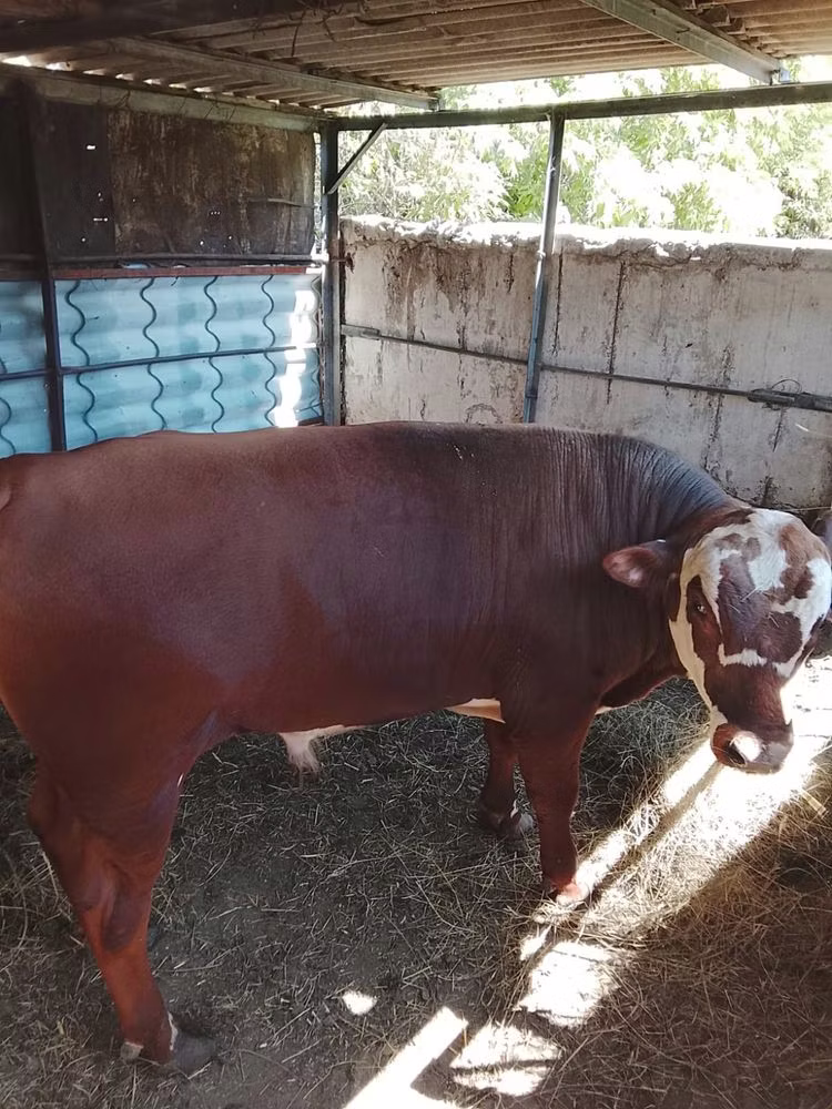 Vache kazakhe à tête blanche