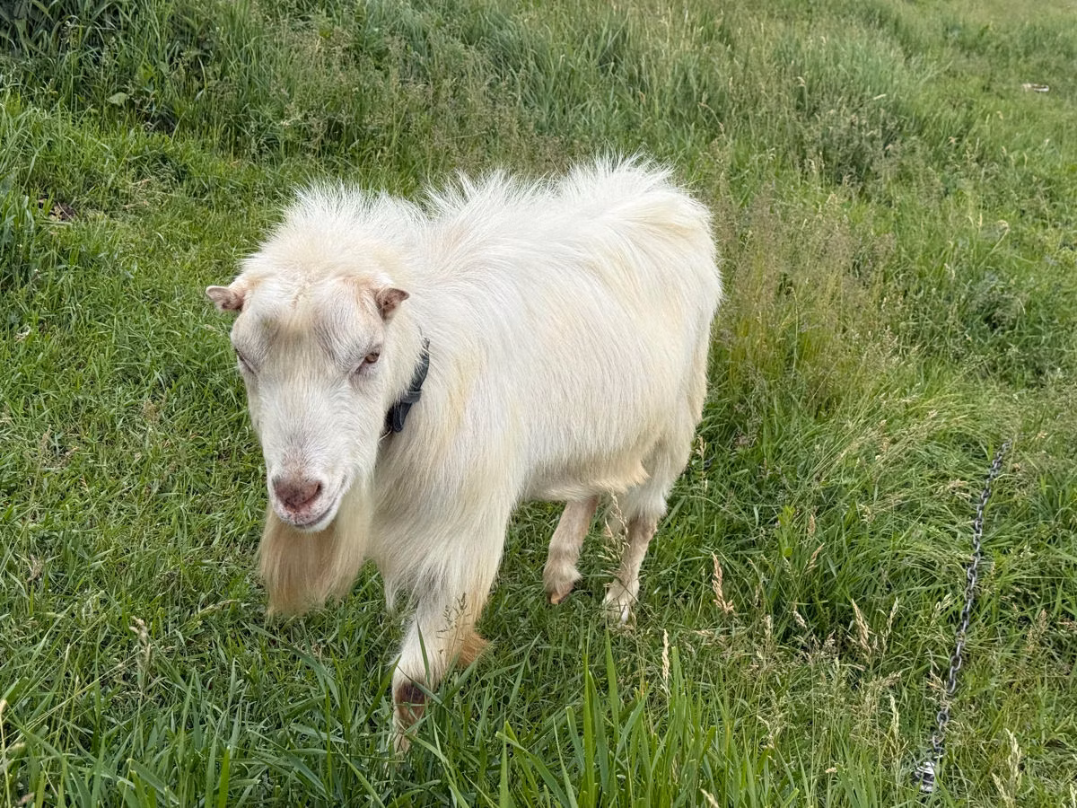LaMancha goats
