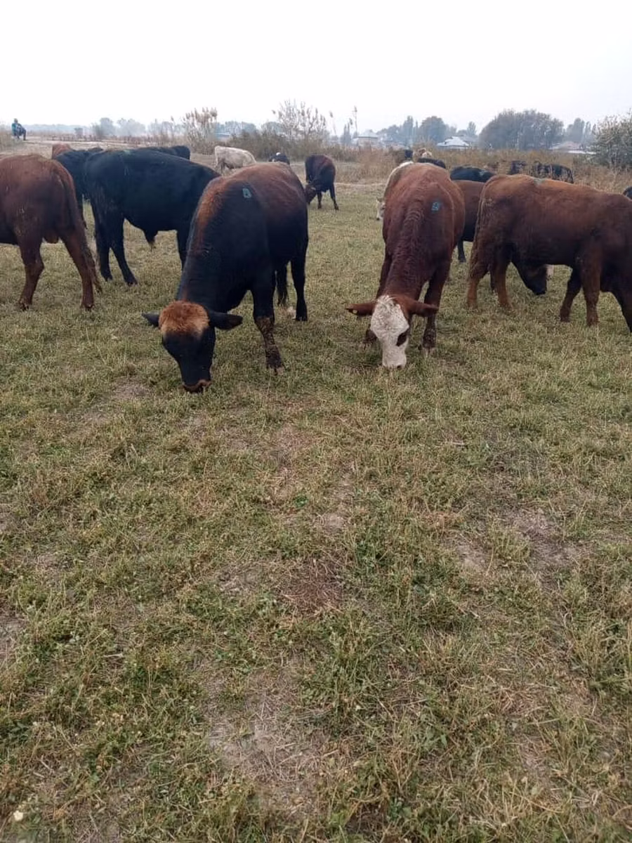 Swiss cattle