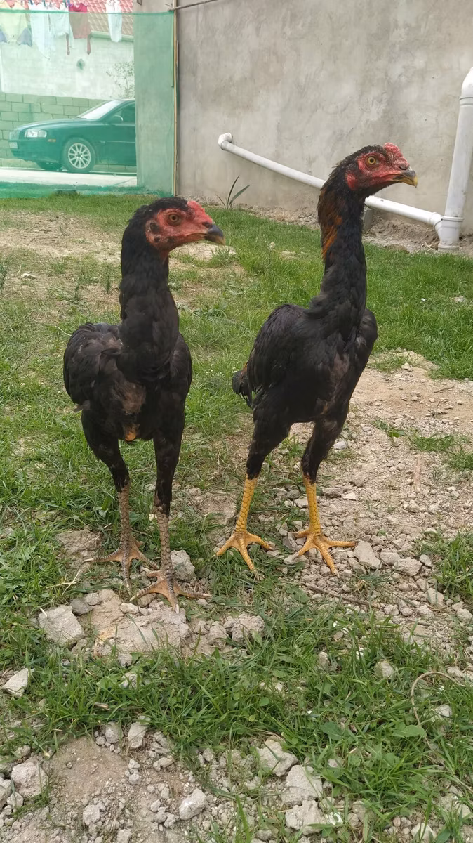 poules Shamo