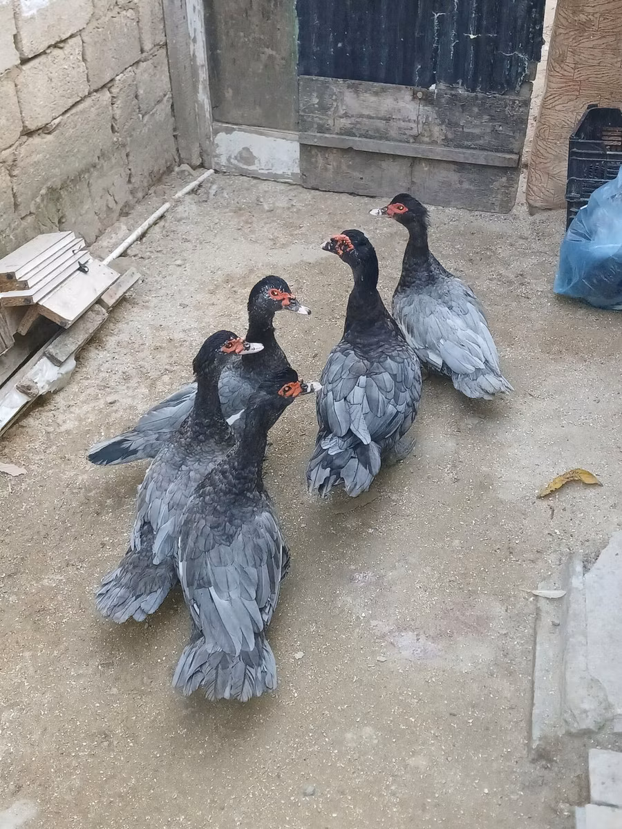 डोमेस्टिक मस्कोवी