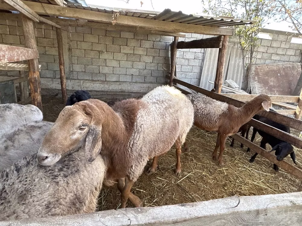 Arashan sheep