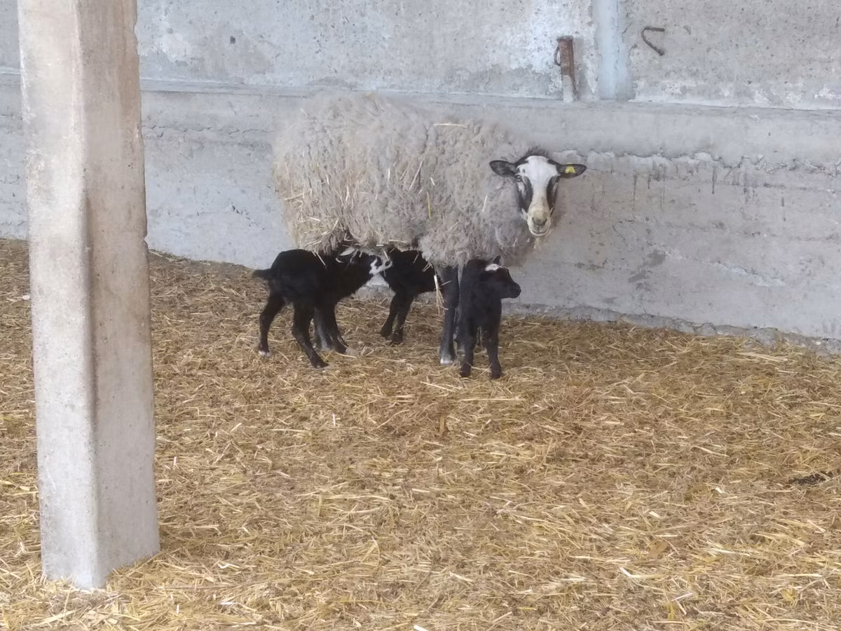 Romanov sheep