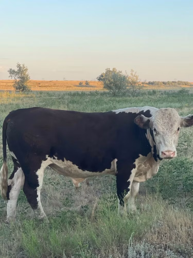 Vache kazakhe à tête blanche