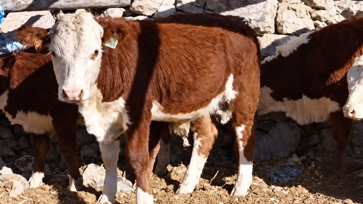 Vache kazakhe à tête blanche