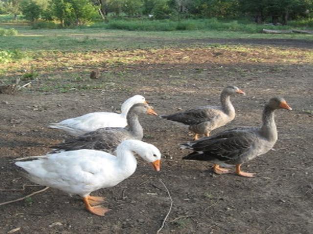 पिलग्रिम