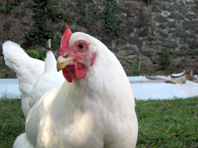 Rhode Island Blanche
