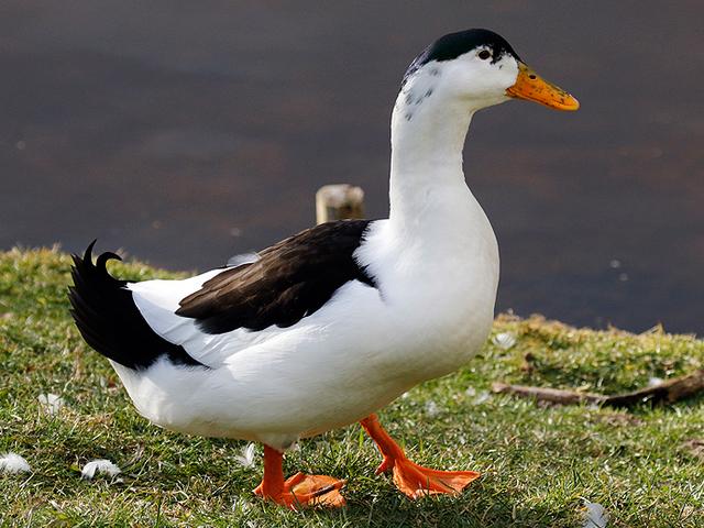 मैगपाई