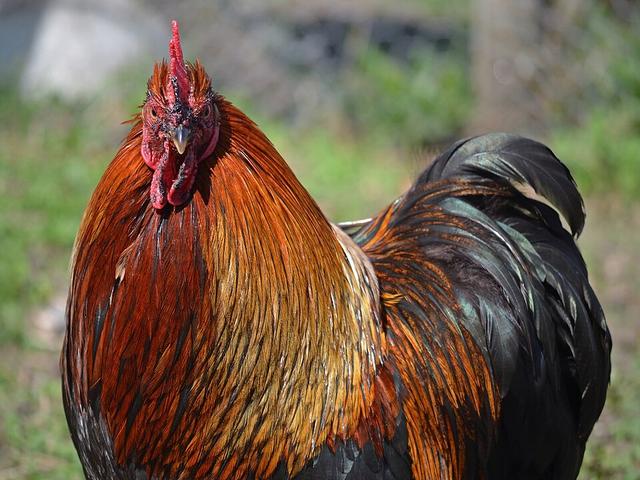 Pékin Bantam
