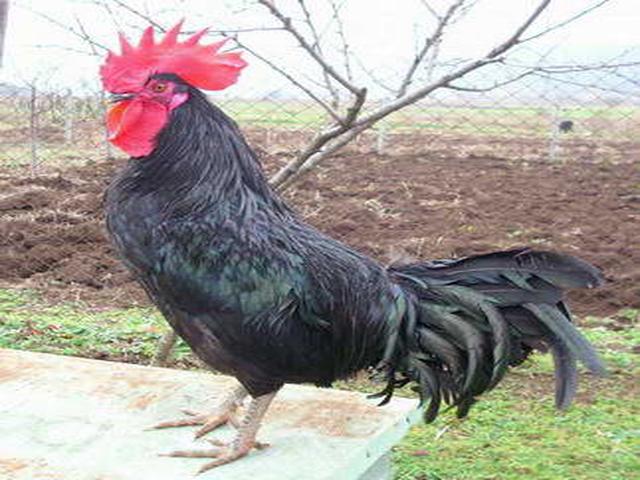 ब्लैक शुमेन