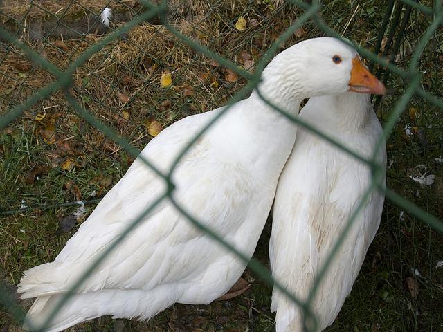 चेक